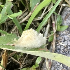 Callirhytis infuscata