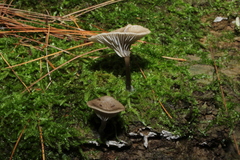 Arrhenia epichysium