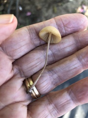 Conocybe tenera