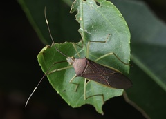 Paradasynus spinosus
