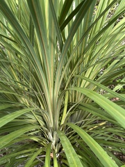 Cordyline australis