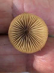 Conocybe tenera