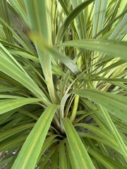 Cordyline australis