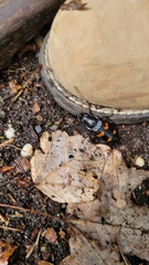 Nicrophorus