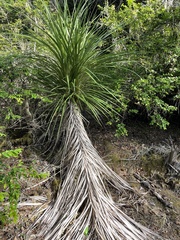Cordyline australis