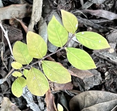 Lagerstroemia subcostata