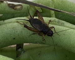 Eunemobius carolinus