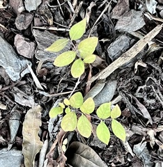 Lagerstroemia subcostata