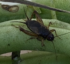Eunemobius carolinus