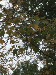 Acer nigrum