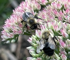 Bombus impatiens