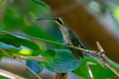 Phaethornis rupurumii