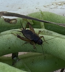 Eunemobius carolinus