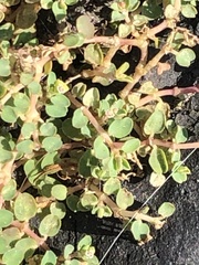 Euphorbia serpens