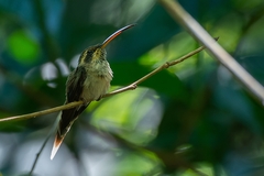 Phaethornis rupurumii