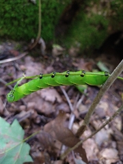 Sphinx kalmiae