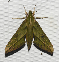 Xylophanes alexandrei