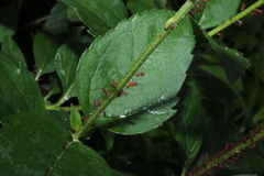Macrosiphini