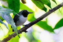 Myrmoborus lugubris stictopterus
