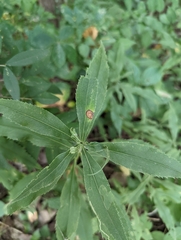 Asteromyia carbonifera