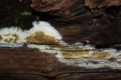 Coniophora puteana
