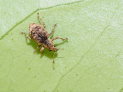 Monteithus falcatus
