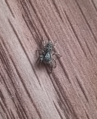 Platycryptus californicus