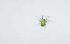 Araneus uniformis
