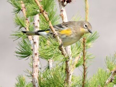 Setophaga coronata auduboni