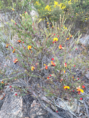 Bossiaea rhombifolia