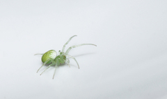 Araneus uniformis