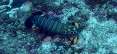 Odontodactylus scyllarus