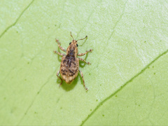 Monteithus falcatus
