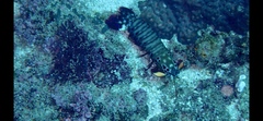 Odontodactylus scyllarus