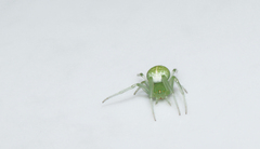 Araneus uniformis