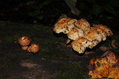 Pholiota