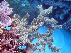 Acropora florida