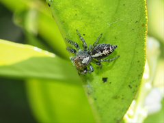 Cytaea