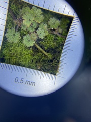 Hydrocotyle moschata