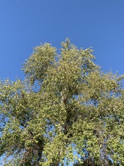 Populus fremontii