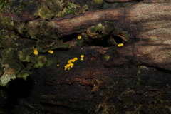 Calycina