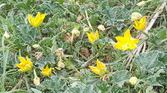 Apodanthera undulata