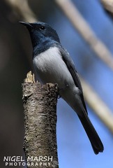 Myiagra rubecula