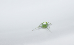 Araneus uniformis