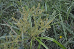 Cyperus