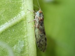 Psyllidae