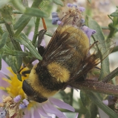 Eristalis flavipes