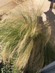 Nassella tenuissima