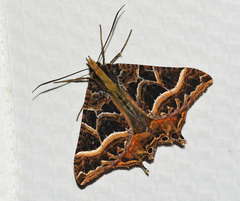 Coronidia