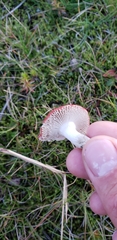 Russula nana